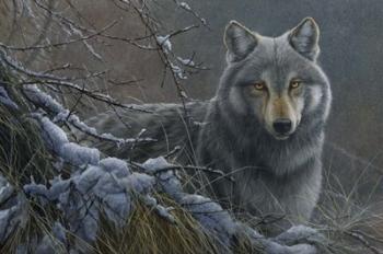 Grey Wolf | Obraz na stenu