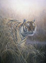 Tiger At Dawn | Obraz na stenu