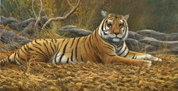 Bengal Tiger | Obraz na stenu