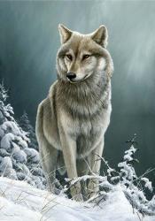 Wolf On The Ridge | Obraz na stenu