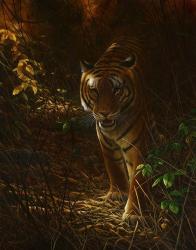 Tiger Odyssey | Obraz na stenu