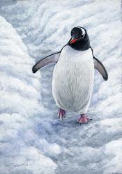 Gentoo Penguin | Obraz na stenu