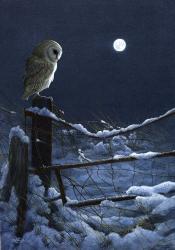 Silent Night Barn Owl | Obraz na stenu
