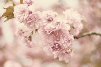 Cherry Blossoms | Obraz na stenu