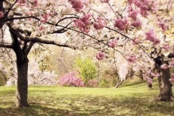 Cherry Hill Morning | Obraz na stenu