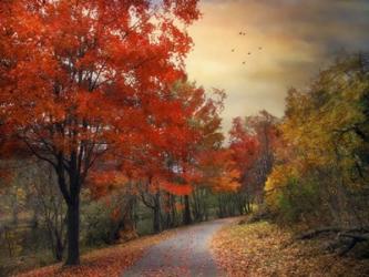 Autumn Maples | Obraz na stenu