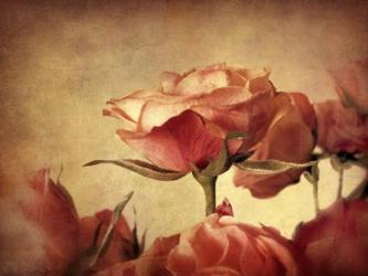 Gilded Roses | Obraz na stenu