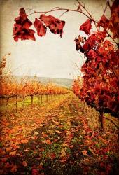 Autumn Vines | Obraz na stenu