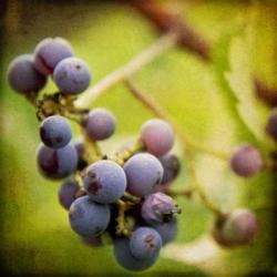 Awaiting Harvest | Obraz na stenu