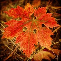 Ochre Foliage | Obraz na stenu