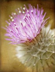 Thistle Bloom | Obraz na stenu