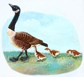 Mother Goose | Obraz na stenu