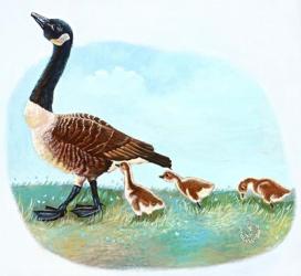 Mother Goose | Obraz na stenu