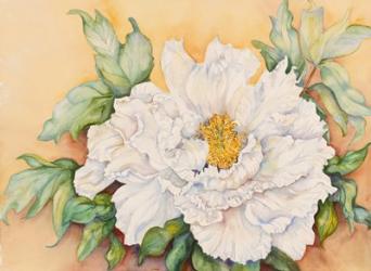 A Peony Study | Obraz na stenu