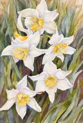 Daffodil Heads | Obraz na stenu