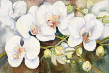 Stem Of Orchids | Obraz na stenu