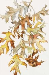 Rust Colored Oak Leaves | Obraz na stenu