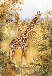Giraffes | Obraz na stenu