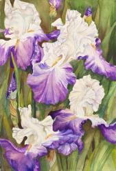 Lavender Iris | Obraz na stenu