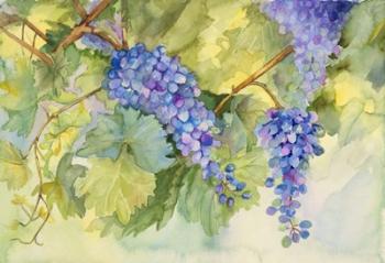 Grape Vineyard | Obraz na stenu