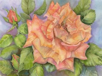 Peach Blush Rose | Obraz na stenu