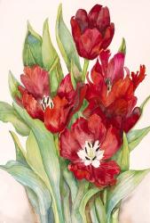 Tulips Opening Up | Obraz na stenu