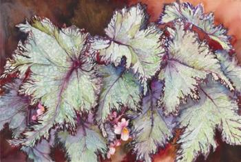 Begonia Leaves | Obraz na stenu