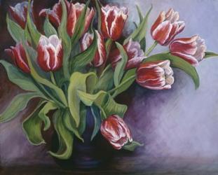White Tipped Red Tulips | Obraz na stenu
