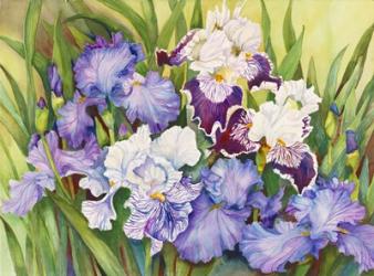 Irises in Shades of Lavender | Obraz na stenu