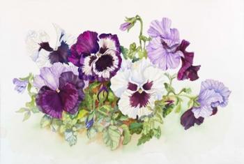White and Purple Pansies II | Obraz na stenu