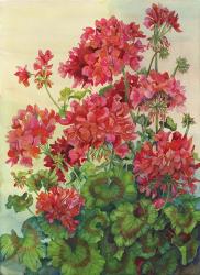 Geraniums | Obraz na stenu