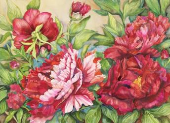 Peonies In Shades of Red | Obraz na stenu