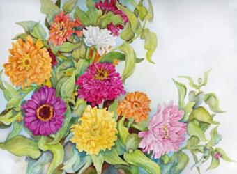 Festively Colored Zinnias | Obraz na stenu