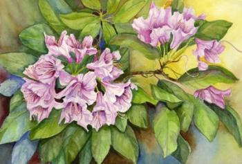 Pink Sunlit Azalea | Obraz na stenu