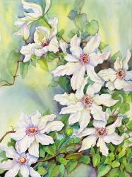 White Clematis | Obraz na stenu