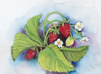 Strawberry Patch - E. Sample Berries | Obraz na stenu