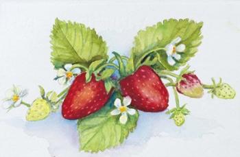 Strawberry Patch - F. Berry Border | Obraz na stenu