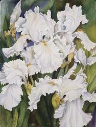 White Iris | Obraz na stenu