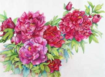 A Study of Red Peonies | Obraz na stenu