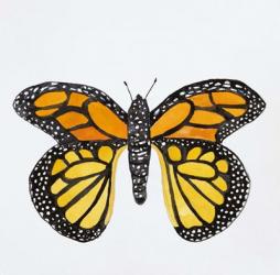 Butterfly Collection Monarch | Obraz na stenu