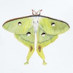 Butterfly Collection Luna Moth | Obraz na stenu