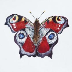 Butterfly Collection Peacocks | Obraz na stenu