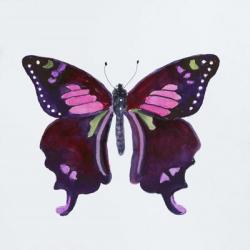 Butterfly Collection Graphium weiskei | Obraz na stenu