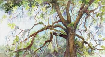 Southern Live Oak Tree | Obraz na stenu