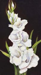 Stem of Gladiolus | Obraz na stenu