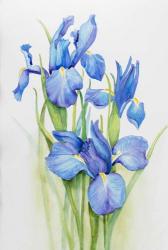 Stems of Blue Iris | Obraz na stenu