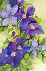 Deep Purple Clematis | Obraz na stenu