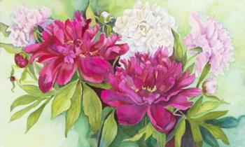 Three Colors of Peonies | Obraz na stenu