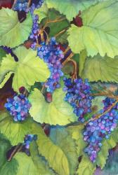Wine Grapes | Obraz na stenu