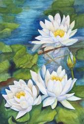 White Waterlilies | Obraz na stenu